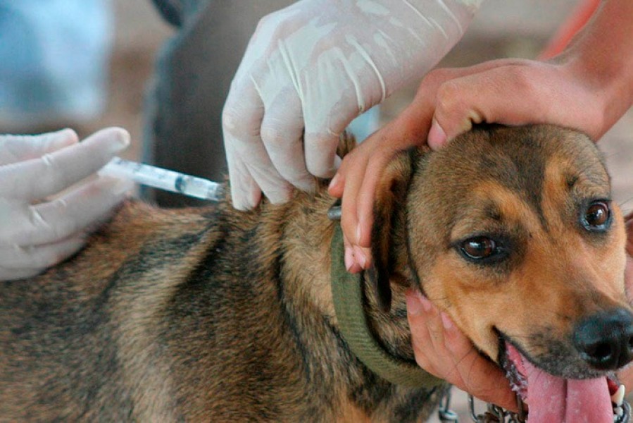 Vacinação contra raiva imuniza 7.500 cães e gatos em Floriano