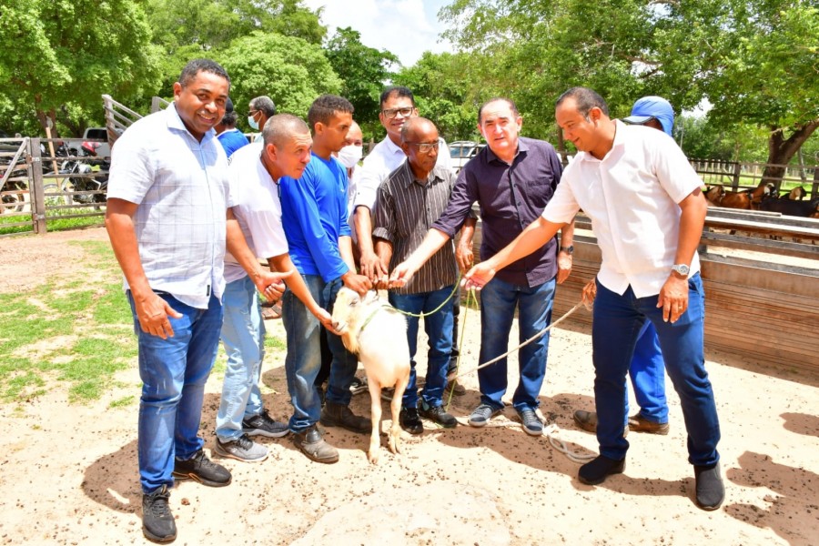 Prefeitura de Floriano doa reprodutores caprinos a produtores rurais