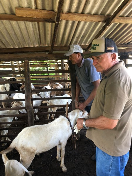 Floriano: ações do projeto Agronordeste Sebrae beneficiam ovinocaprinocultores da região